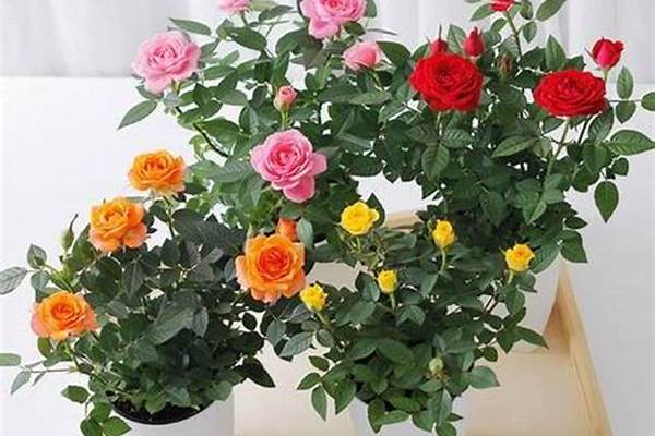 彩虹玫瑰盆栽养殖方法